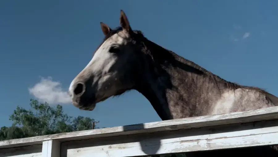 Caballo, toma del reportaje de Bloomberg TV